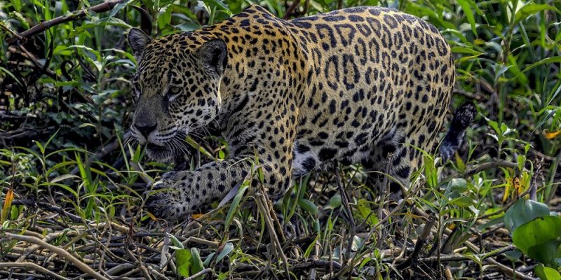 A jaguar walks along a tangled, vine-covered riverbank, its spotted coat lit by the sun and the water visible at the bottom of the frame