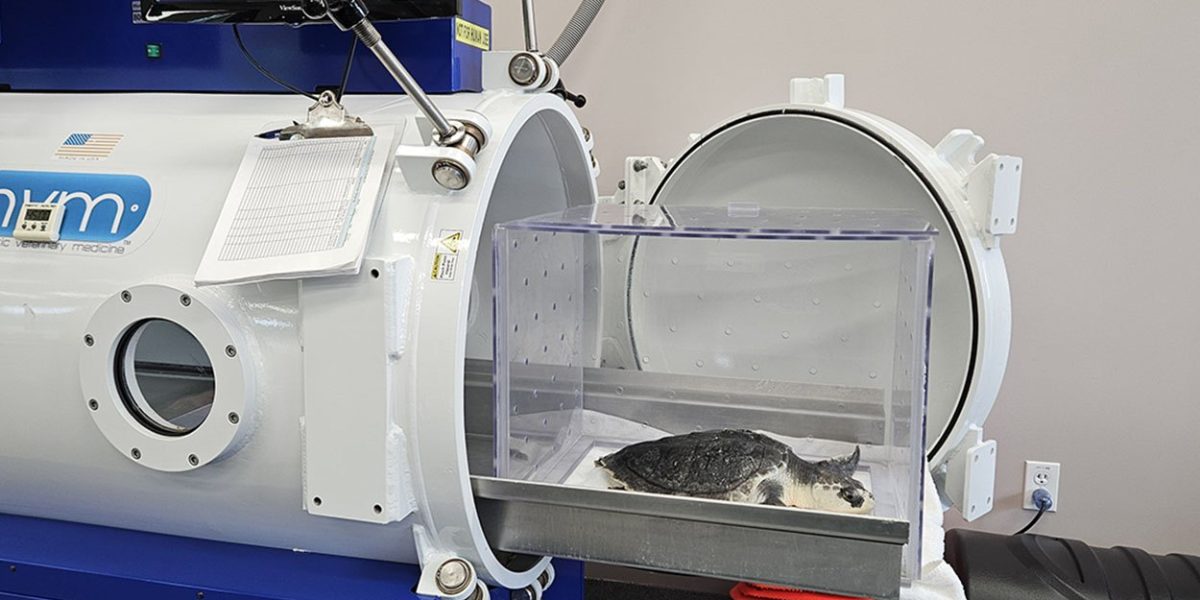 A sea turtle lies on a padded tray inside a clear acrylic box, positioned at the open circular door of a large white cylindrical hyperbaric chamber in a veterinary treatment room, with monitors above it.