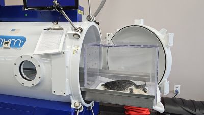A sea turtle lies on a padded tray inside a clear acrylic box, positioned at the open circular door of a large white cylindrical hyperbaric chamber in a veterinary treatment room, with monitors above it.