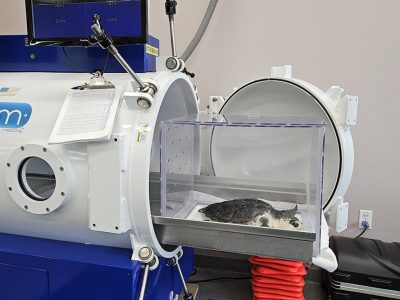 A sea turtle lies on a padded tray inside a clear acrylic box, positioned at the open circular door of a large white cylindrical hyperbaric chamber in a veterinary treatment room, with monitors above it.