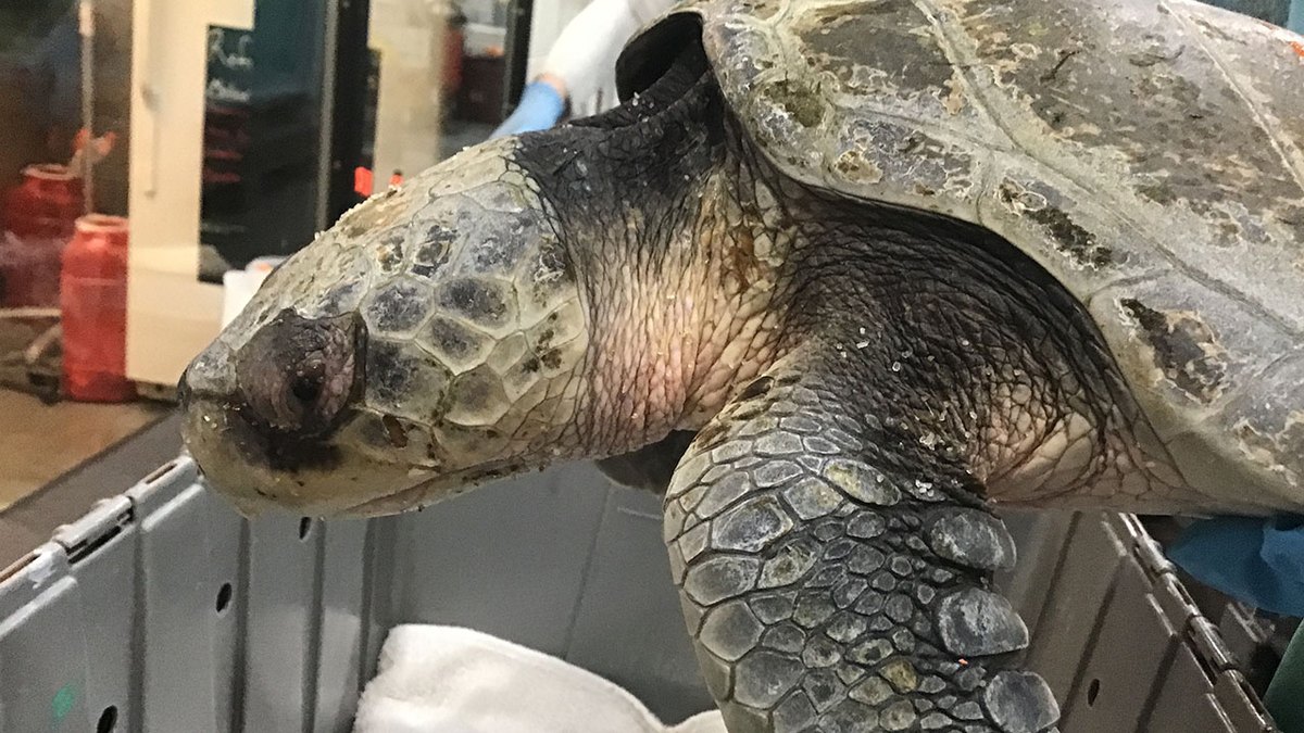 A Kemp's ridley sea turtle is lifted from a gray transport crate by a gloved handler, its mottled olive head and front flipper in close view against a hospital background.