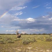 Four gemsbok standing in low green Kalahari scrub beneath a broad rainbow and tall cumulus cloud. The nearest animal faces the camera with long straight horns and a black and white face pattern.