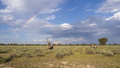 Four gemsbok standing in low green Kalahari scrub beneath a broad rainbow and tall cumulus cloud. The nearest animal faces the camera with long straight horns and a black and white face pattern.