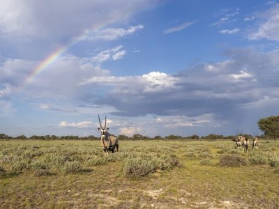 Four gemsbok standing in low green Kalahari scrub beneath a broad rainbow and tall cumulus cloud. The nearest animal faces the camera with long straight horns and a black and white face pattern.
