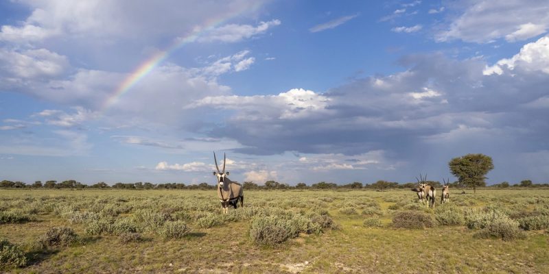 Four gemsbok standing in low green Kalahari scrub beneath a broad rainbow and tall cumulus cloud. The nearest animal faces the camera with long straight horns and a black and white face pattern.