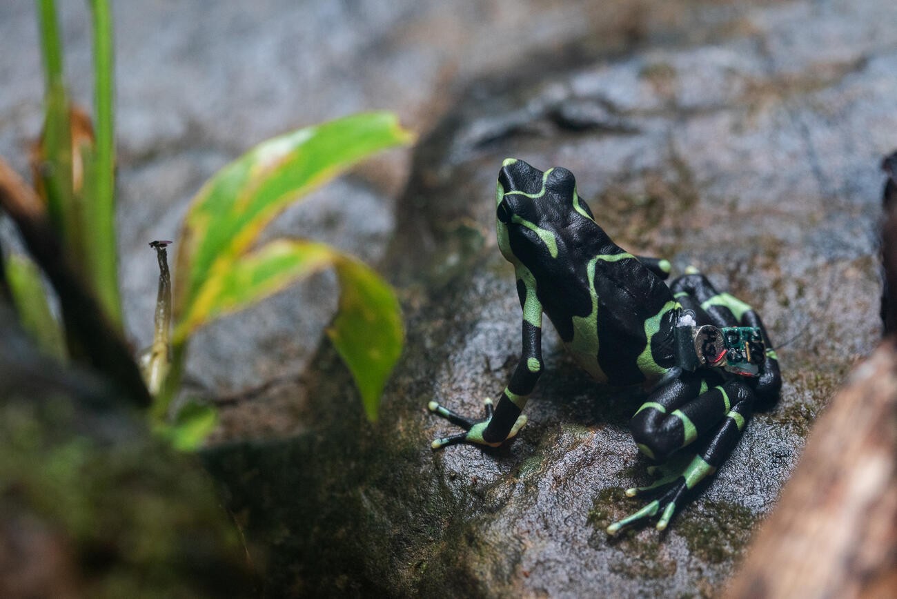 A small black frog patterned with bright green bands sits on wet gray rock beside a green leaf, a miniature electronic tracking device with visible circuitry attached to its lower back.
