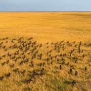 An aerial view of several hundred wildebeest moving in loose columns across golden floodplain grassland that runs flat to the horizon under a pale sky.
