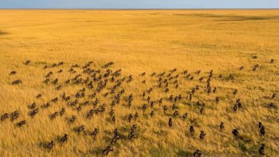 An aerial view of several hundred wildebeest moving in loose columns across golden floodplain grassland that runs flat to the horizon under a pale sky.
