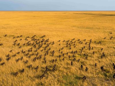 An aerial view of several hundred wildebeest moving in loose columns across golden floodplain grassland that runs flat to the horizon under a pale sky.