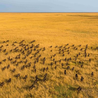 An aerial view of several hundred wildebeest moving in loose columns across golden floodplain grassland that runs flat to the horizon under a pale sky.