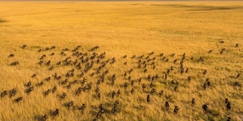 An aerial view of several hundred wildebeest moving in loose columns across golden floodplain grassland that runs flat to the horizon under a pale sky.