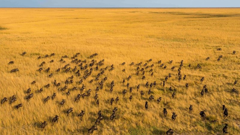 An aerial view of several hundred wildebeest moving in loose columns across golden floodplain grassland that runs flat to the horizon under a pale sky.