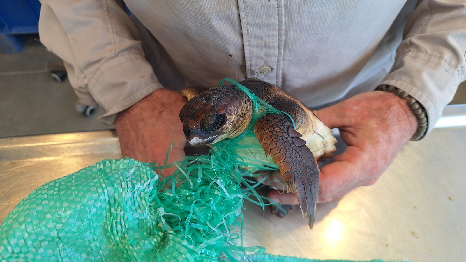A young loggerhead sea turtle is held in both hands at the rescue centre with green plastic mesh still wound around its neck and front flipper and the torn bag trailing below.