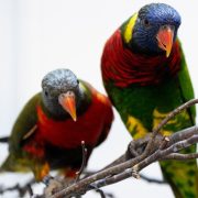 Two rainbow lorikeets perch on bare branches, their blue heads, red breasts and green wings vivid against a pale background. The nearer bird looks straight at the camera.