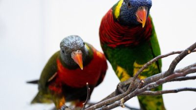 Two rainbow lorikeets perch on bare branches, their blue heads, red breasts and green wings vivid against a pale background. The nearer bird looks straight at the camera.