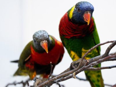 Two rainbow lorikeets perch on bare branches, their blue heads, red breasts and green wings vivid against a pale background. The nearer bird looks straight at the camera.