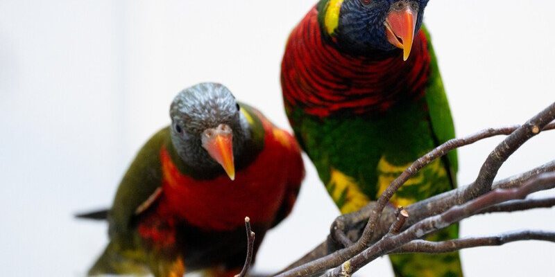 Two rainbow lorikeets perch on bare branches, their blue heads, red breasts and green wings vivid against a pale background. The nearer bird looks straight at the camera.
