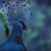 A close-up of a blue-grey bird with a tall, lacy fan-shaped crest and a deep red eye, photographed in profile against dark green foliage.