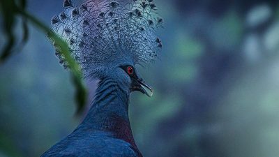 A close-up of a blue-grey bird with a tall, lacy fan-shaped crest and a deep red eye, photographed in profile against dark green foliage.