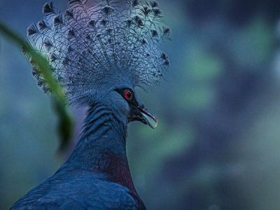 A close-up of a blue-grey bird with a tall, lacy fan-shaped crest and a deep red eye, photographed in profile against dark green foliage.