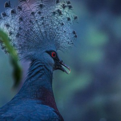 A close-up of a blue-grey bird with a tall, lacy fan-shaped crest and a deep red eye, photographed in profile against dark green foliage.
