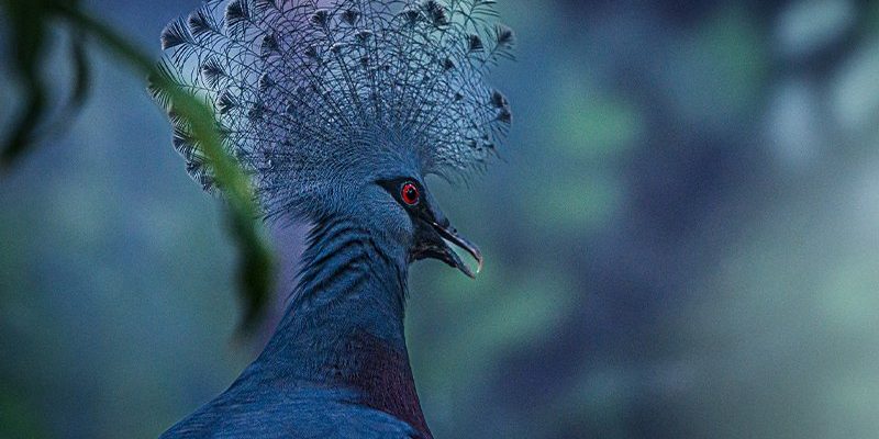 A close-up of a blue-grey bird with a tall, lacy fan-shaped crest and a deep red eye, photographed in profile against dark green foliage.