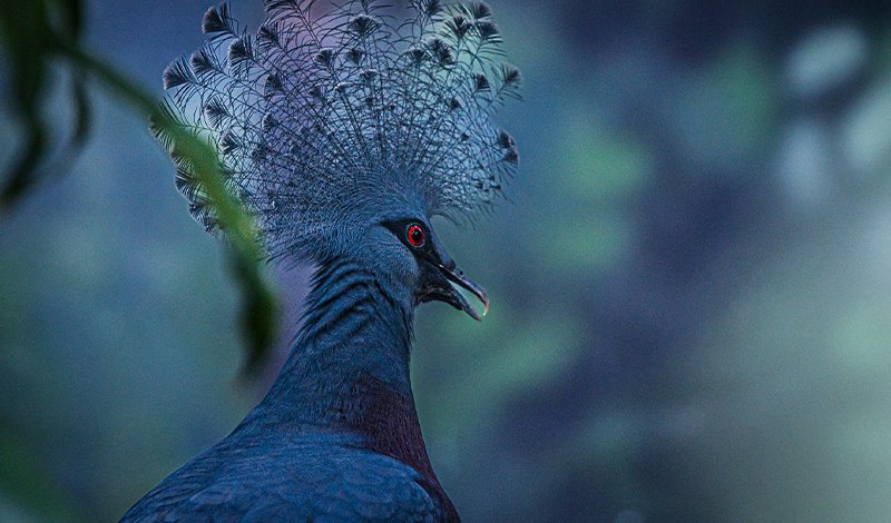 A close-up of a blue-grey bird with a tall, lacy fan-shaped crest and a deep red eye, photographed in profile against dark green foliage.