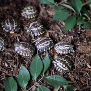 Nine young Madagascar flat-tailed tortoises, their dark shells marked with pale yellow starburst patterns, spread out across bark mulch and green leaves at Zoo Knoxville. Several carry a small dot of colored paint on the shell.