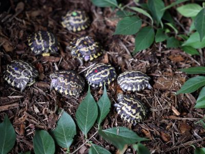 Nine young Madagascar flat-tailed tortoises, their dark shells marked with pale yellow starburst patterns, spread out across bark mulch and green leaves at Zoo Knoxville. Several carry a small dot of colored paint on the shell.