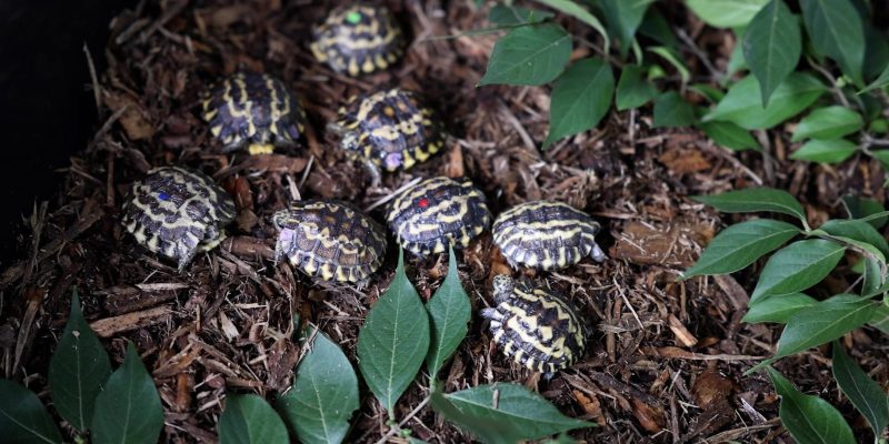 Nine young Madagascar flat-tailed tortoises, their dark shells marked with pale yellow starburst patterns, spread out across bark mulch and green leaves at Zoo Knoxville. Several carry a small dot of colored paint on the shell.
