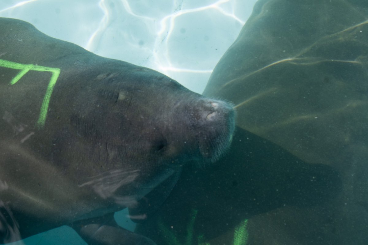 A young manatee swims just under the surface of a clear rehabilitation pool, its whiskered face turned toward the camera, with a green identification number marked on the back of the animal beside it.