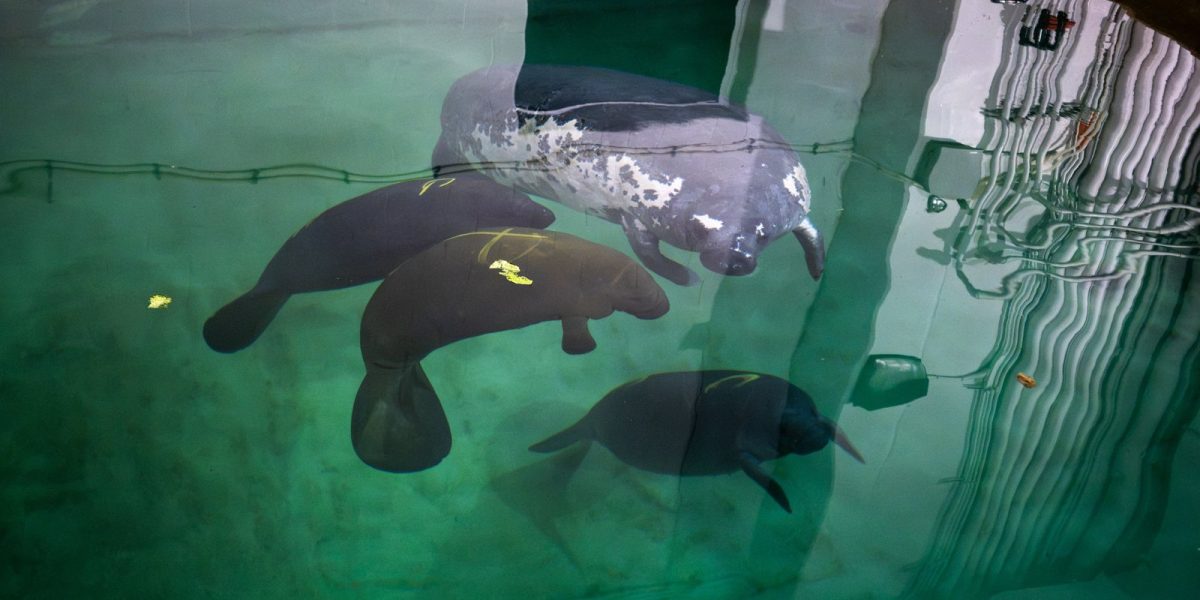 Four manatees rest together in a green-lit rehabilitation pool, one of them noticeably paler and scarred, seen from above the waterline.