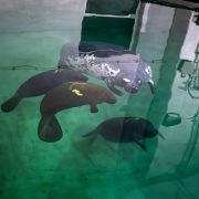 Four manatees rest together in a green-lit rehabilitation pool, one of them noticeably paler and scarred, seen from above the waterline.