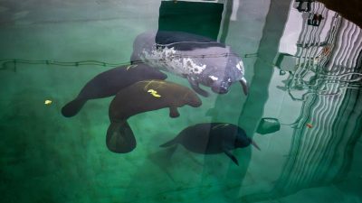 Four manatees rest together in a green-lit rehabilitation pool, one of them noticeably paler and scarred, seen from above the waterline.