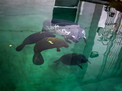 Four manatees rest together in a green-lit rehabilitation pool, one of them noticeably paler and scarred, seen from above the waterline.