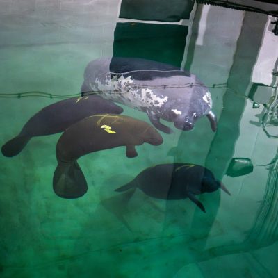 Four manatees rest together in a green-lit rehabilitation pool, one of them noticeably paler and scarred, seen from above the waterline.