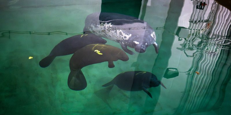 Four manatees rest together in a green-lit rehabilitation pool, one of them noticeably paler and scarred, seen from above the waterline.