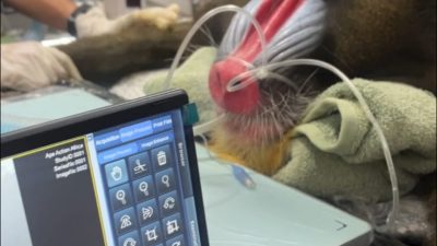A sedated mandrill lies on a padded veterinary table with an anesthetic tube at his muzzle and a towel under his head, his red and blue ridged face toward the camera. An imaging console screen stands in the foreground showing the X-ray software and the study identifiers.