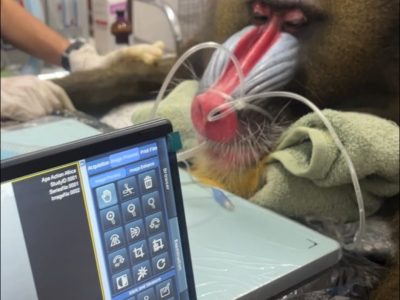A sedated mandrill lies on a padded veterinary table with an anesthetic tube at his muzzle and a towel under his head, his red and blue ridged face toward the camera. An imaging console screen stands in the foreground showing the X-ray software and the study identifiers.