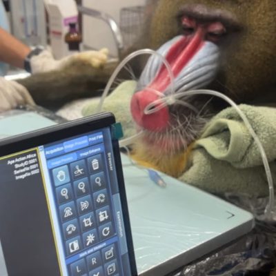 A sedated mandrill lies on a padded veterinary table with an anesthetic tube at his muzzle and a towel under his head, his red and blue ridged face toward the camera. An imaging console screen stands in the foreground showing the X-ray software and the study identifiers.