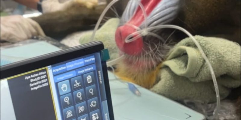 A sedated mandrill lies on a padded veterinary table with an anesthetic tube at his muzzle and a towel under his head, his red and blue ridged face toward the camera. An imaging console screen stands in the foreground showing the X-ray software and the study identifiers.