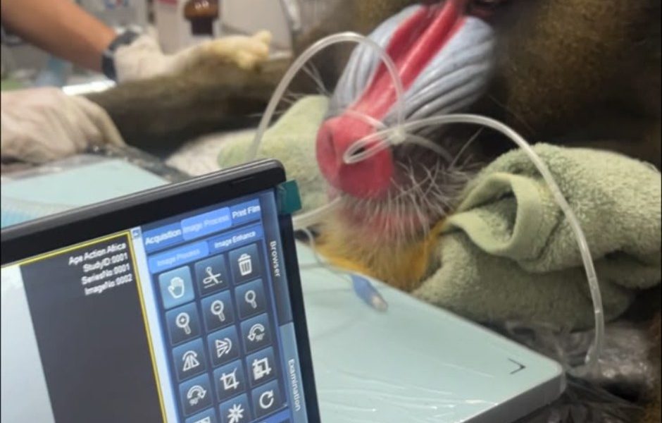 A sedated mandrill lies on a padded veterinary table with an anesthetic tube at his muzzle and a towel under his head, his red and blue ridged face toward the camera. An imaging console screen stands in the foreground showing the X-ray software and the study identifiers.