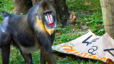 An adult male mandrill with a scarlet nose stripe, blue facial ridges and a yellow beard walks across grass beside a torn paper banner.