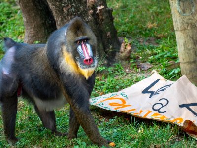 An adult male mandrill with a scarlet nose stripe, blue facial ridges and a yellow beard walks across grass beside a torn paper banner.