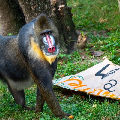 An adult male mandrill with a scarlet nose stripe, blue facial ridges and a yellow beard walks across grass beside a torn paper banner.