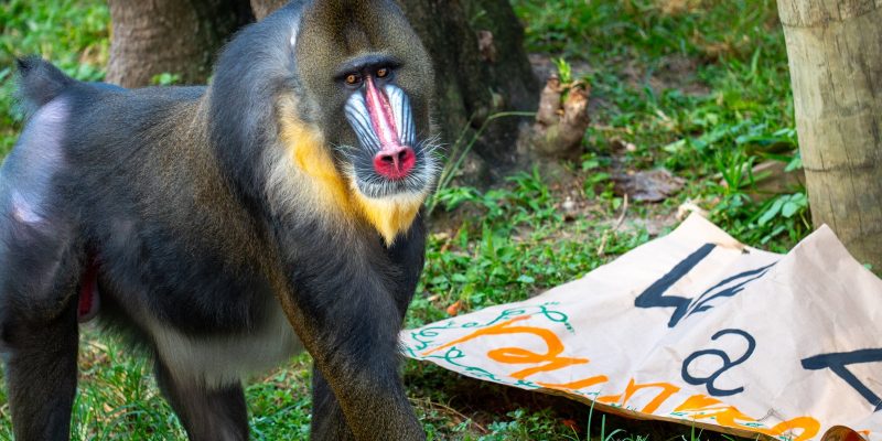 An adult male mandrill with a scarlet nose stripe, blue facial ridges and a yellow beard walks across grass beside a torn paper banner.