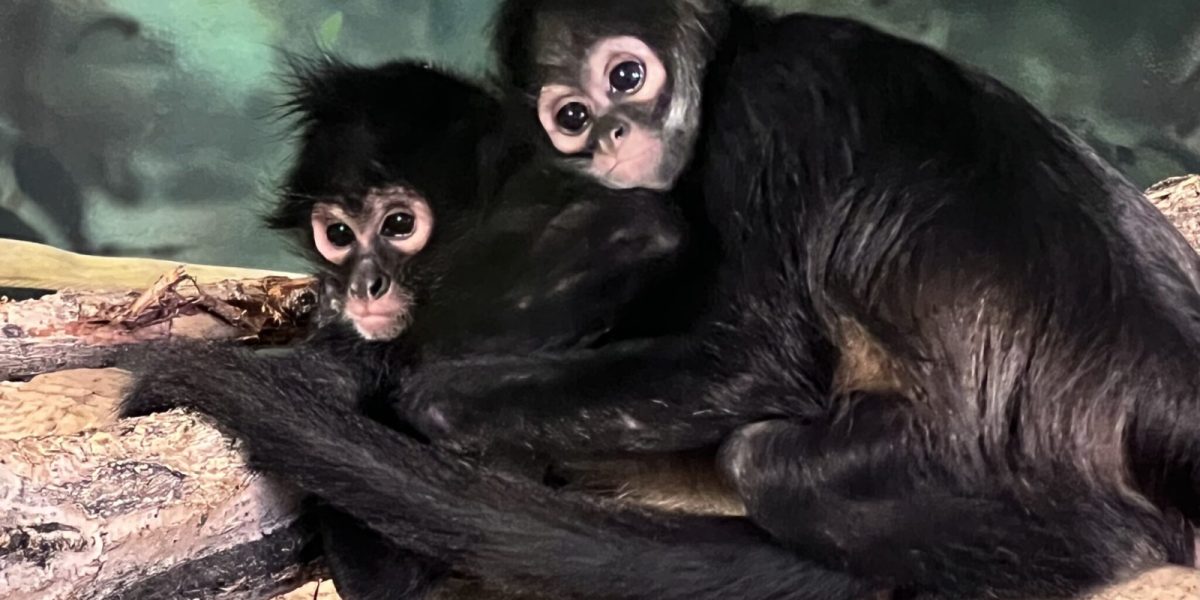 Two young spider monkeys sitting together on a branch, the smaller one leaning against the larger, in an indoor habitat at Hogle Zoo.