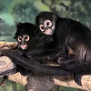 Two young spider monkeys sitting together on a branch, the smaller one leaning against the larger, in an indoor habitat at Hogle Zoo.