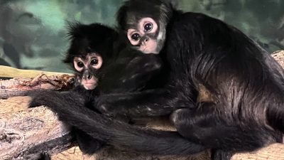 Two young spider monkeys sitting together on a branch, the smaller one leaning against the larger, in an indoor habitat at Hogle Zoo.
