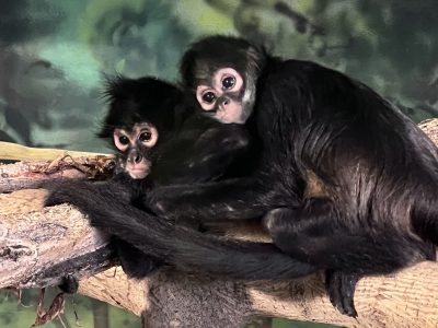 Two young spider monkeys sitting together on a branch, the smaller one leaning against the larger, in an indoor habitat at Hogle Zoo.